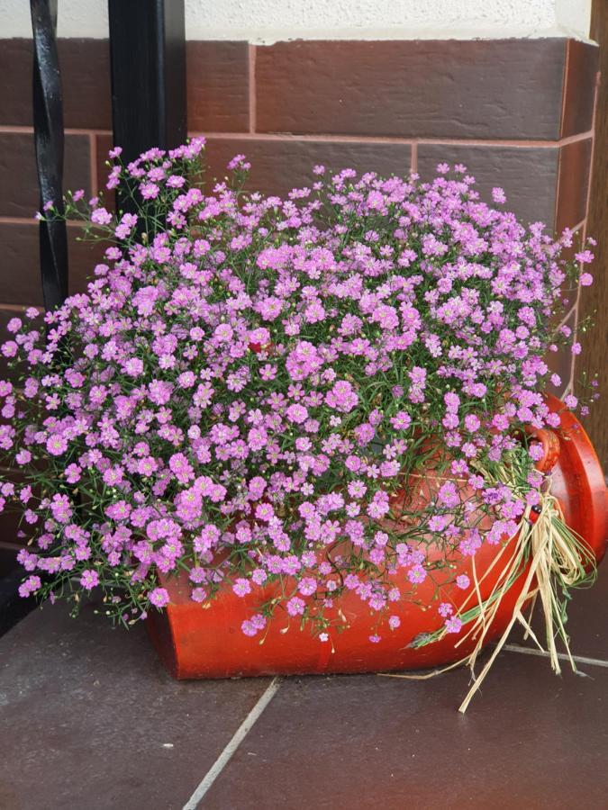 Smiley Flowers Sibiu Exterior photo